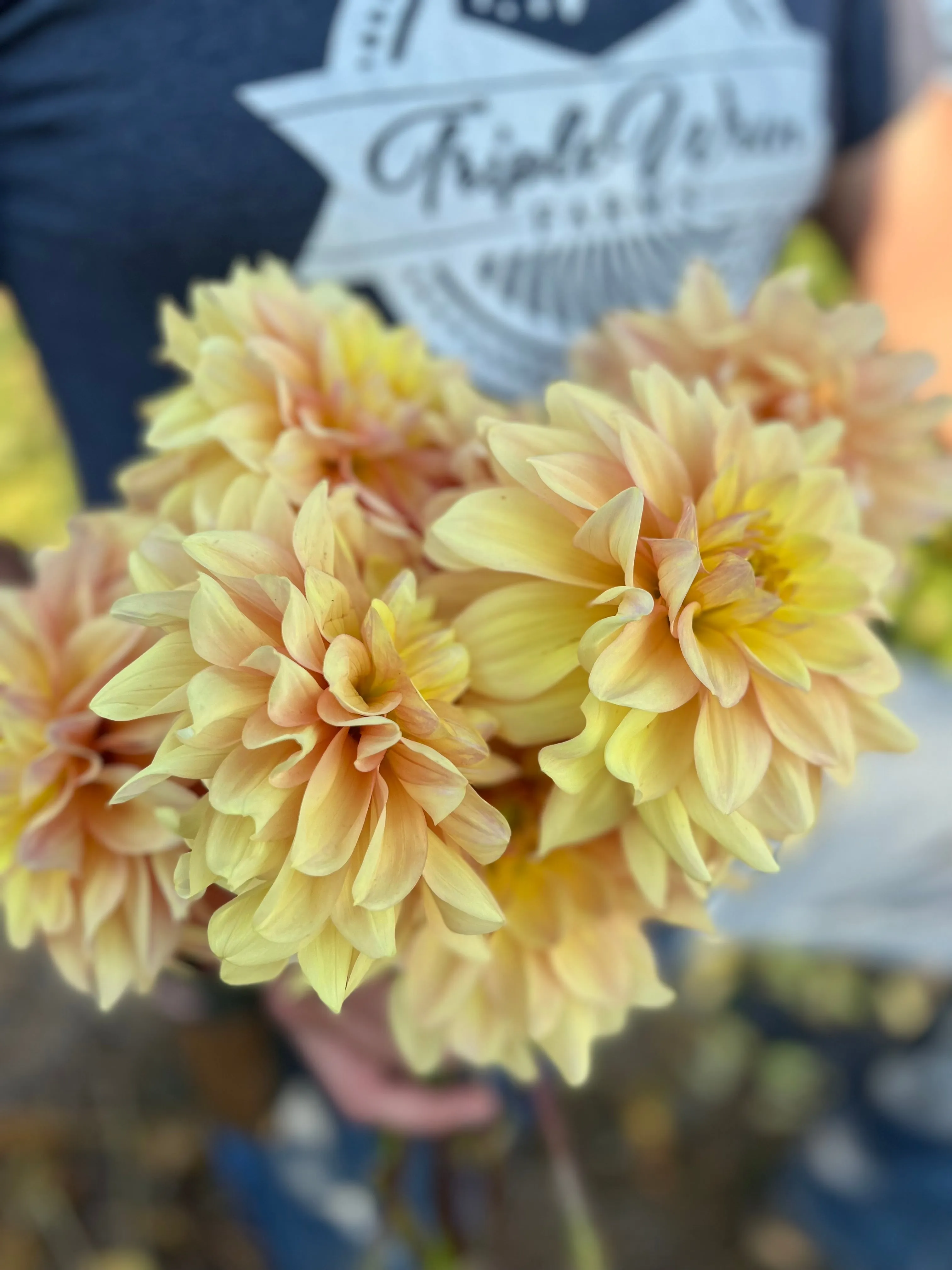 Wyn's N.E.W. Pastel Dahlia Tuber