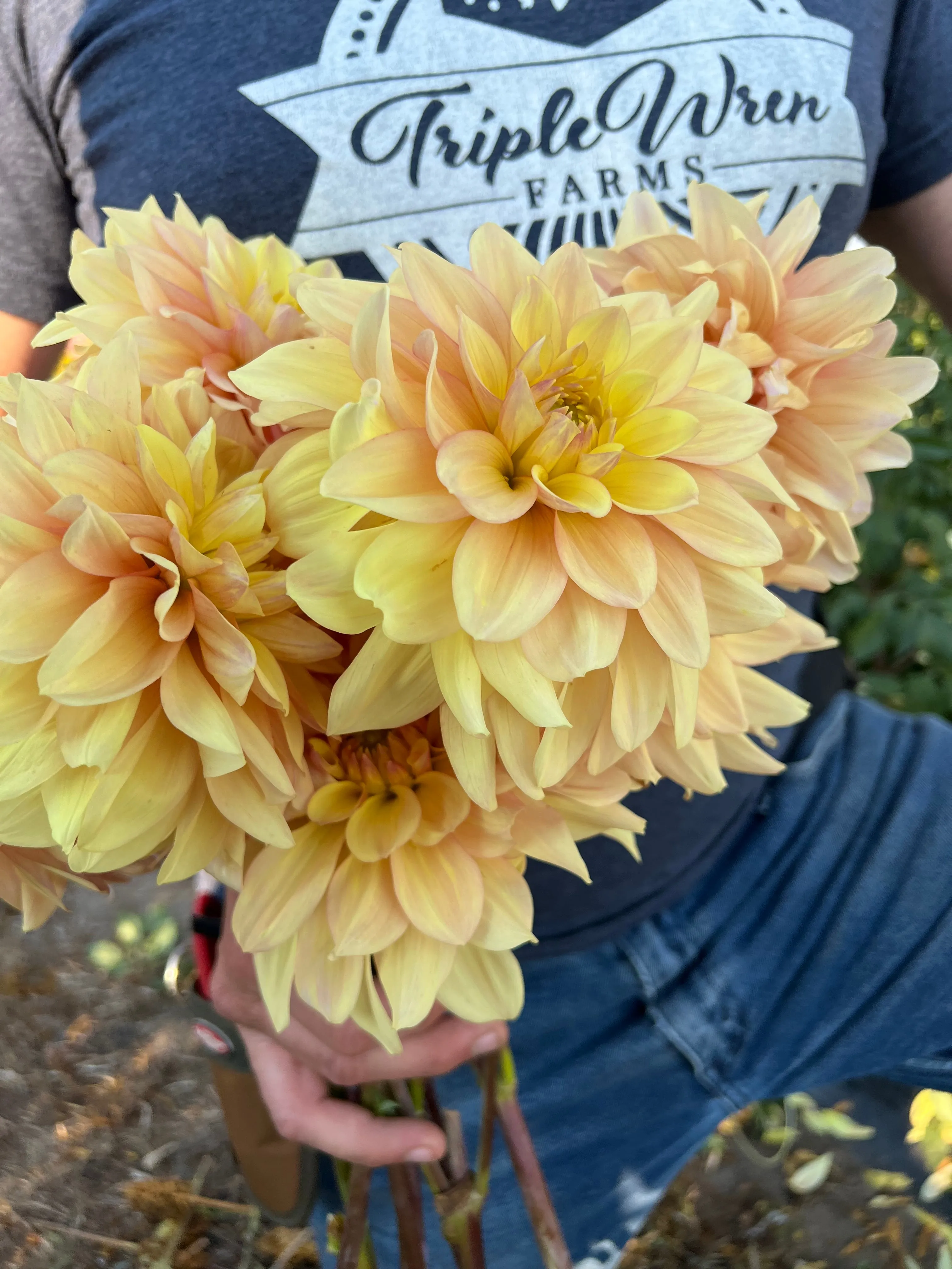 Wyn's N.E.W. Pastel Dahlia Tuber