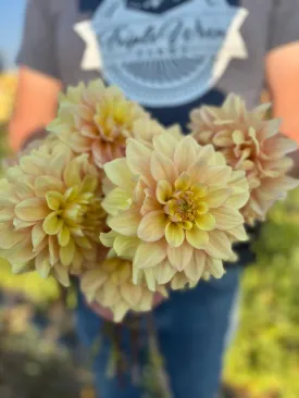 Wyn's N.E.W. Pastel Dahlia Tuber